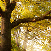 Baum im Wald