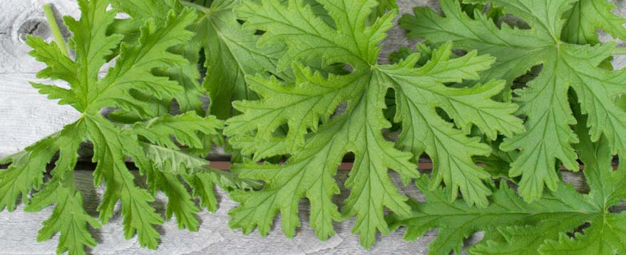 Im Garten Zitronenverbene gegen Wespen anbauen