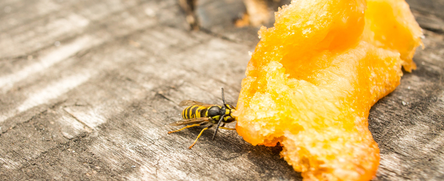 Wespen lieben süße Speisen auf dem Gartentisch genauso wie Menschen auch