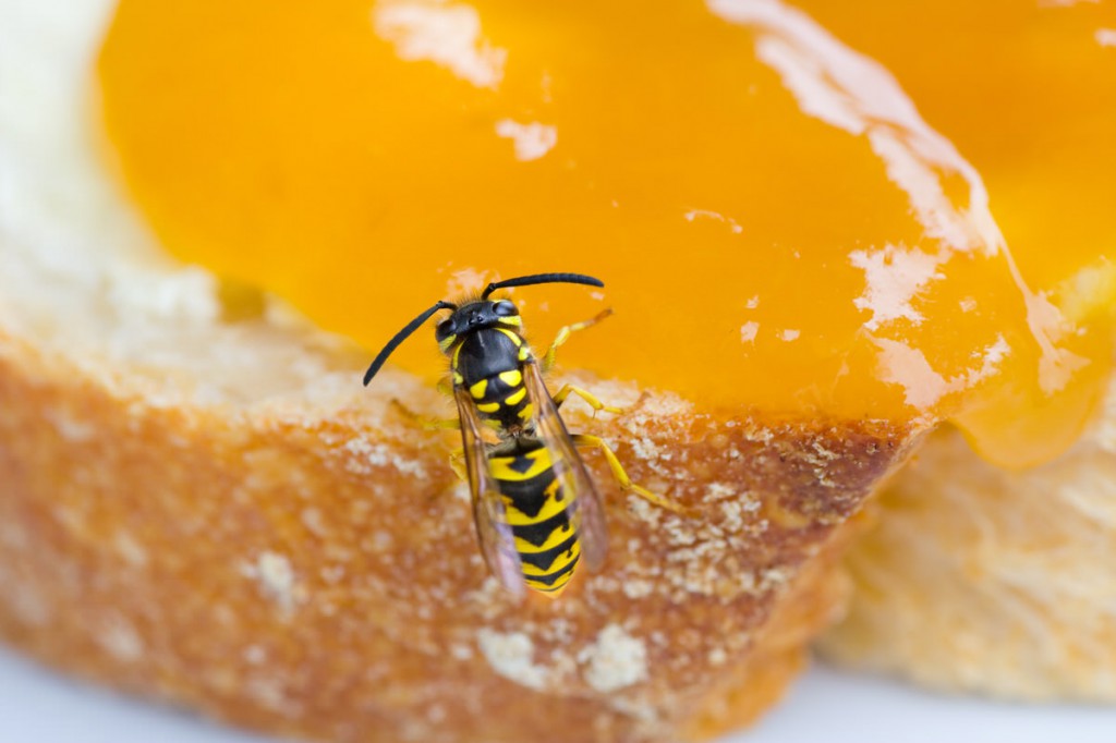 Wespen am Gartentisch: Wie man die Insekten los wird