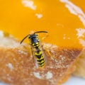 Wespen am Gartentisch: Wie man die Insekten los wird
