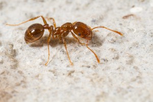 Tiere im Badezimmer - Woher kommen Motten, Ameisen und Silberfische?