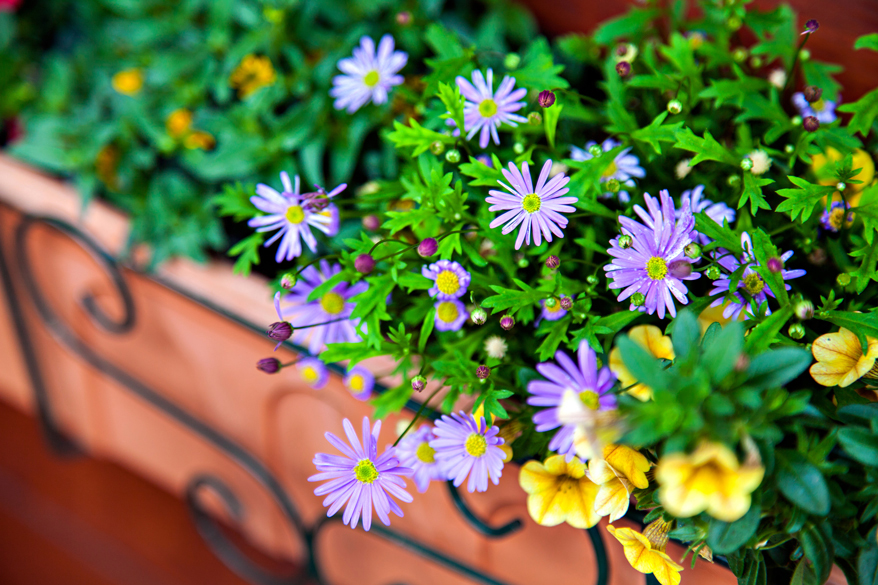 Blumen wie Kapaster und Petunien verschönern jeden Balkon