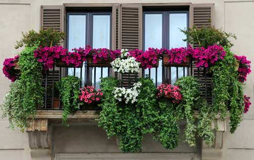 Auch Kletterpflanzen können auf dem Balkon als Sichtschutz dienen