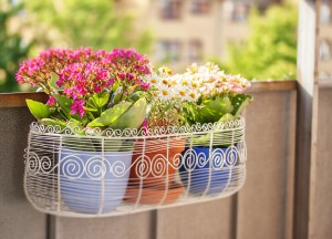 Welche Pflanzen passen auf einen kleinen Balkon?