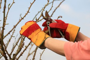 Rosen im Januar mit der Astschere kürzen