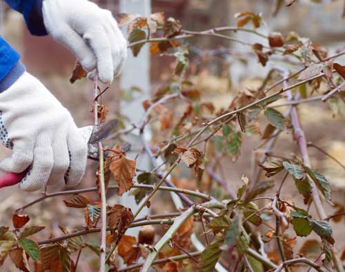 Brombeeren sollten im Februar zurück geschnitten werden