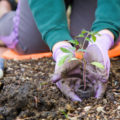 Gartenkalender Februar