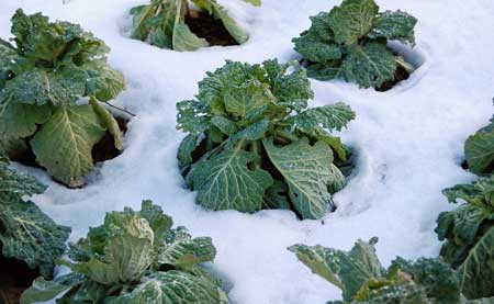 Kohl ist winterhart und kann noch im Februar geerntet werden