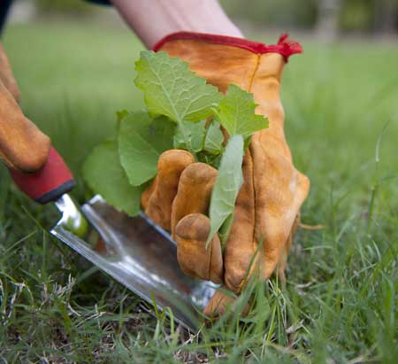 Unkraut im Rasen mit Schaufel entfernen