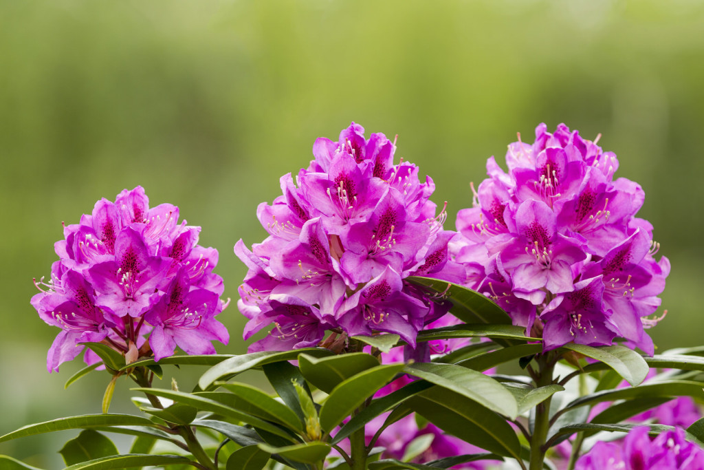 Rhododendron schneiden