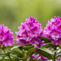 Rhododendron schneiden