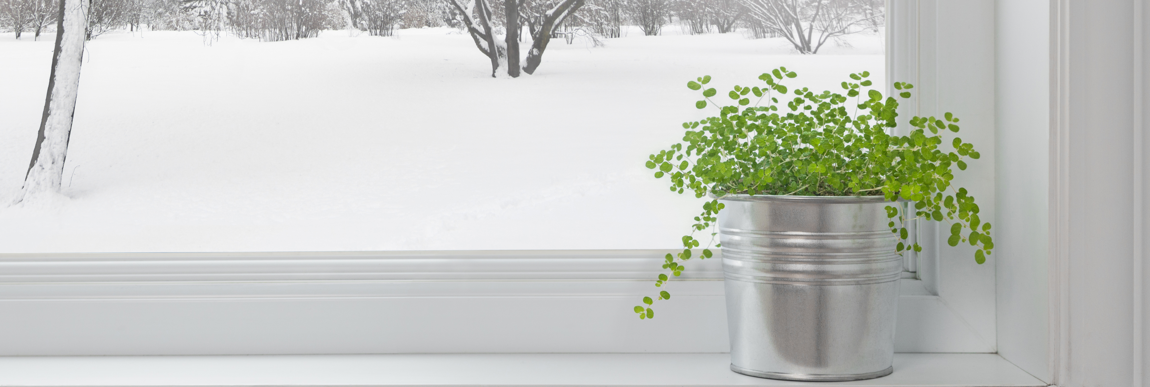 Zimmerpflanzen grünen auch bei Schnee und Frost