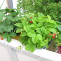 Erdbeeren auf dem Balkon - Dekorativ und lecker