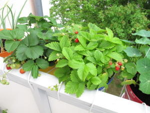 Erdbeeren auf dem Balkon - Dekorativ und lecker