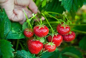 Erdbeeren auf dem Balkon sind pflegeleicht