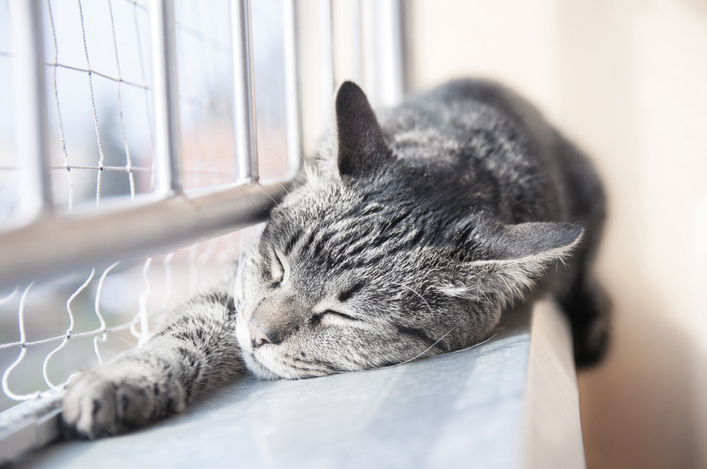 Katzennetz: So wird der Balkon katzensicher