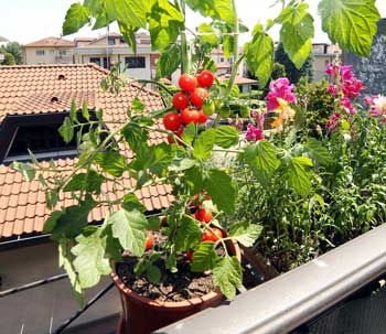 Erdbeeren und Tomaten auf dem eigenen Balkon