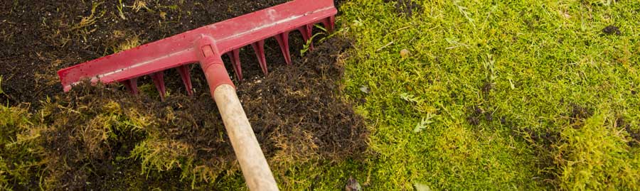 Aufatmen für den Rasen: Das Frühjahr ist der beste Zeitpunkt um Moos und Unkraut zu entfernen