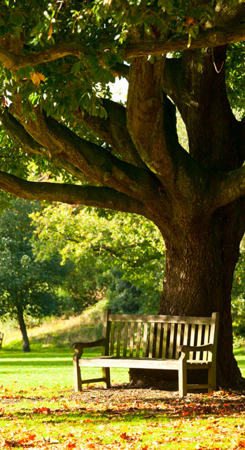 Romantik pur: Die Bank unter einem Baum