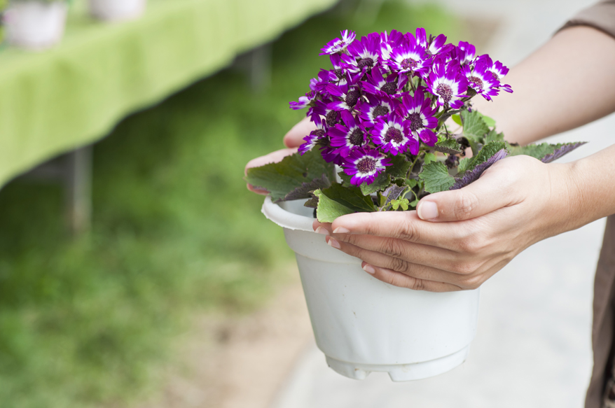 Farben und Lacke peppen alte Blumentöpfen auf © T.Dallas/shutterstock.com