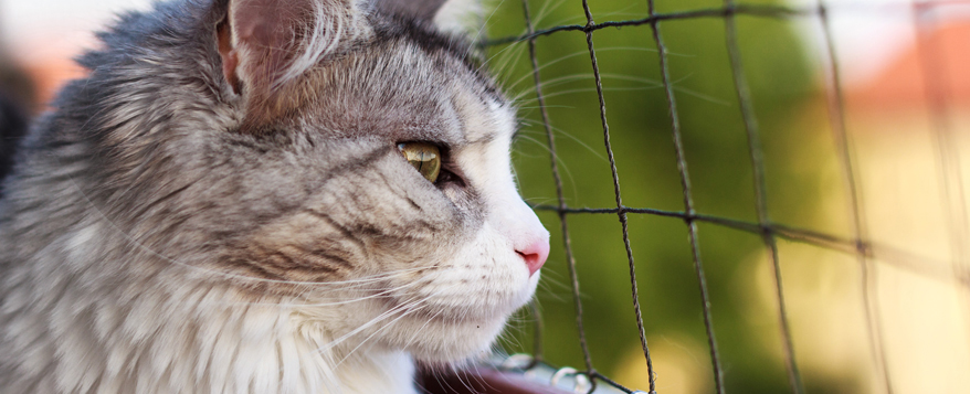 Vor dem Anbringen des Katzennetzes Vermieter um Erlaubnis fragen