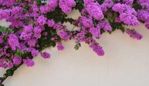 Blühende Kletterpflanzen verschönern den Balkon
