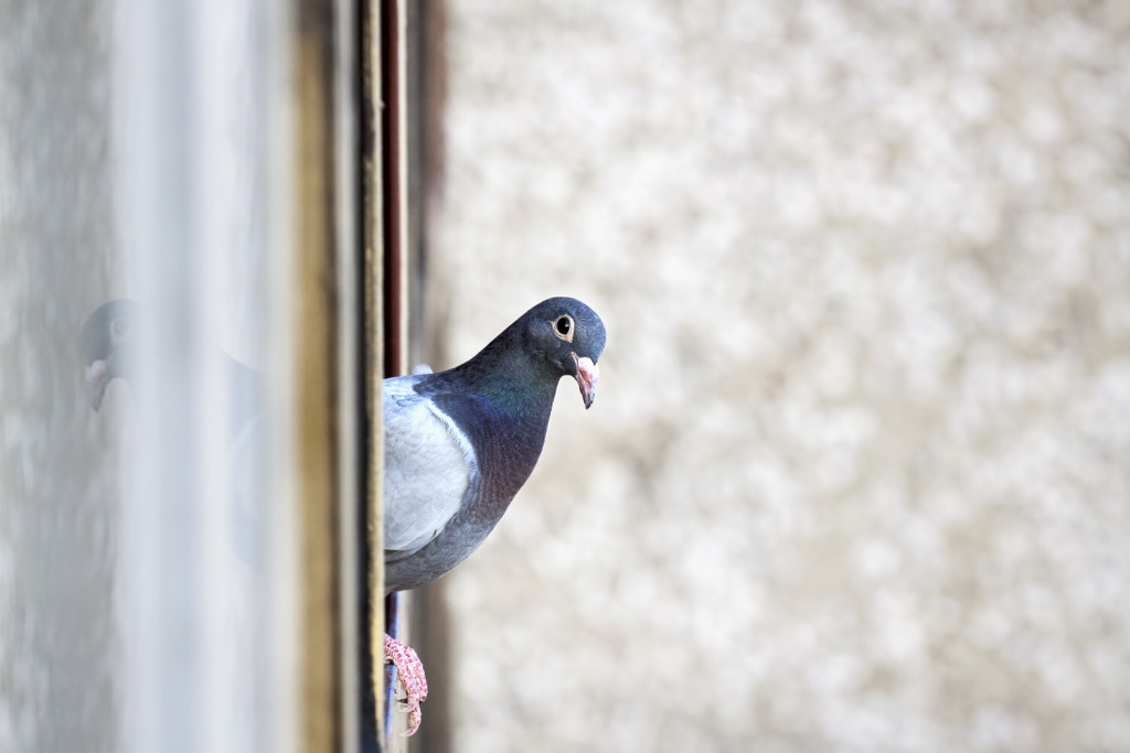 Tauben auf dem Balkon: So werden Sie sie los
