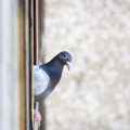 Tauben auf dem Balkon: So werden Sie sie los