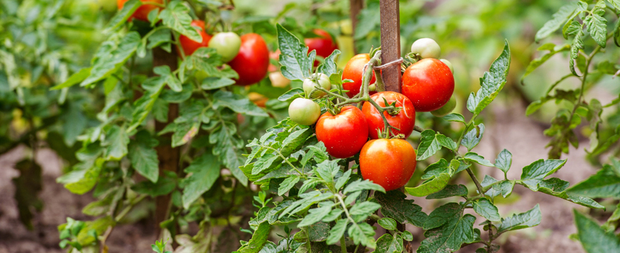 Tomaten sind dank des geringen Platzbedarfs ideal für den Balkon und zudem lecker, gesund und pflegeleicht