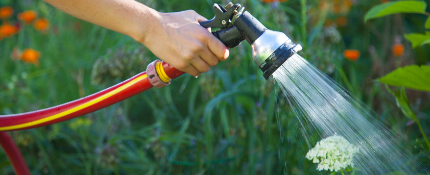 Sie sollten es vermeiden den Garten in der prallen Sonne zu bewässern