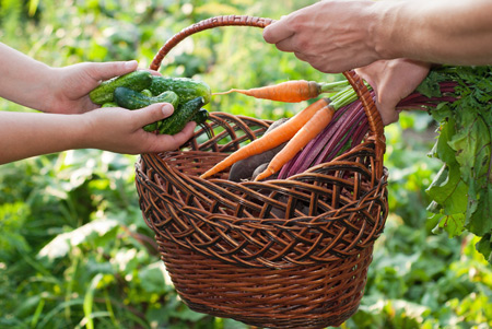 Gemüse verzaubert den Garten mit bunter Vielfalt