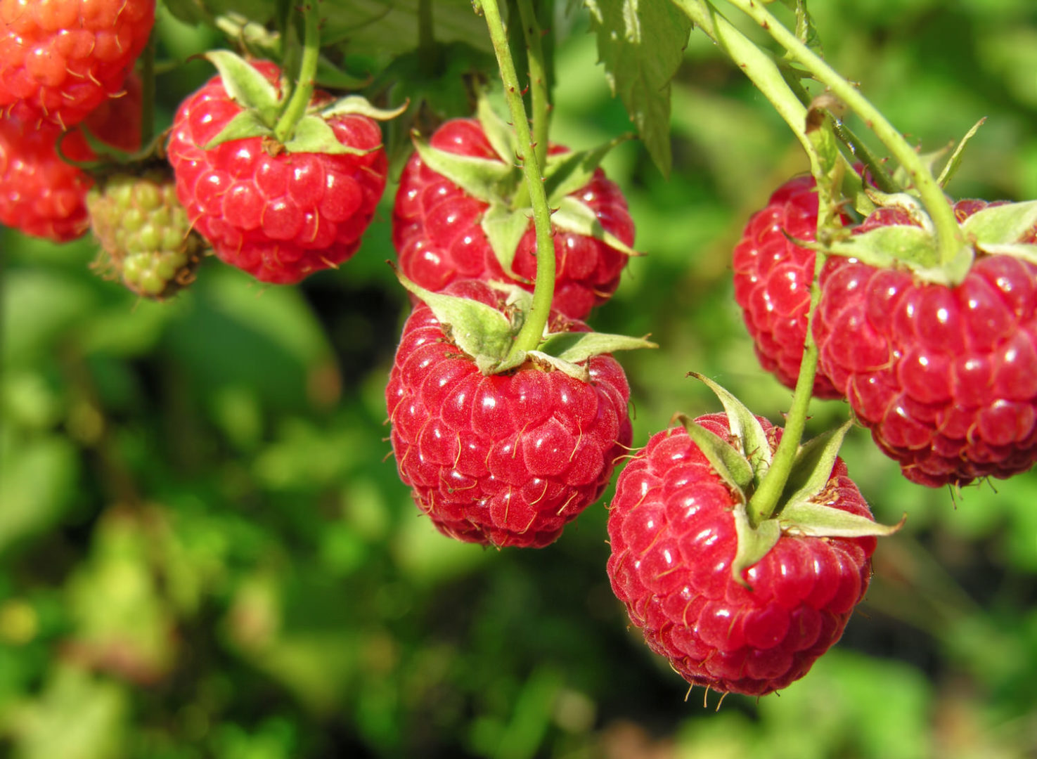 Genusshecken: Sichtschutz mit Beeren und Blüten