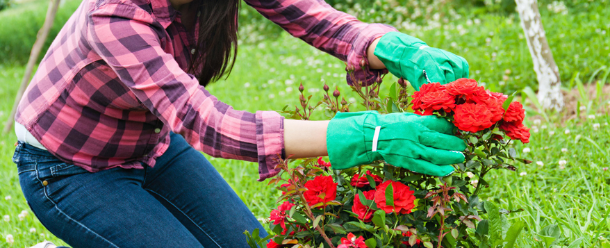 Befreien Sie Ihre Rosen regelmäßig von welken Blüten und Fruchtständen