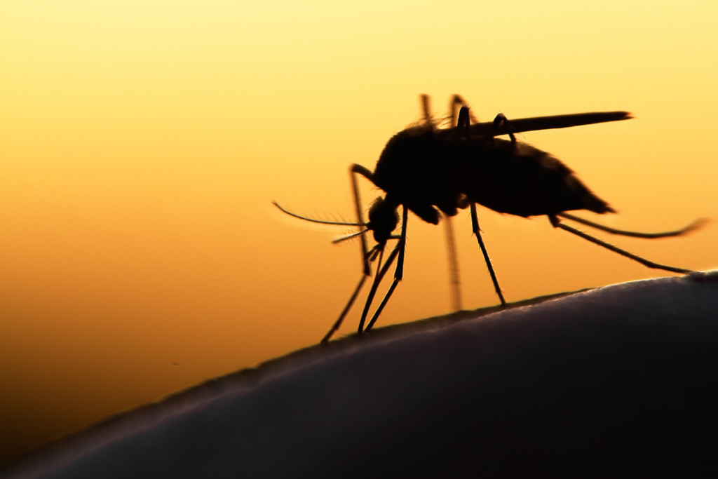 Mücken, Motten, Ungeziefer – was tun gegen Angriffe der Kleinen?