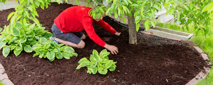 Mit Mulch benötigen die Pflanzen auch bei Hitze weniger Wasser