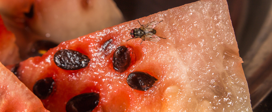 Obstfliegen sind so klein, dass sie einzeln nicht auffallen