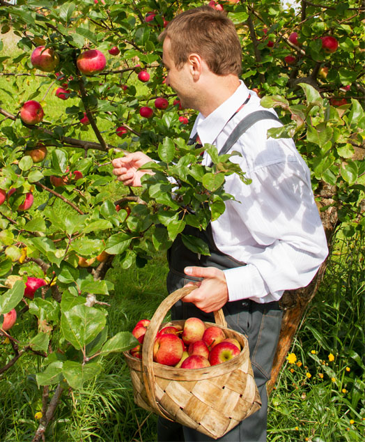 Äpfel reifen nicht gleichzeitig, ernten Sie daher mehrmals