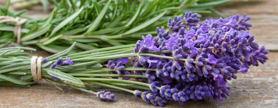 Lavendel kann im Herbst geerntet und für Tees und Wannenbäder genutzt werden