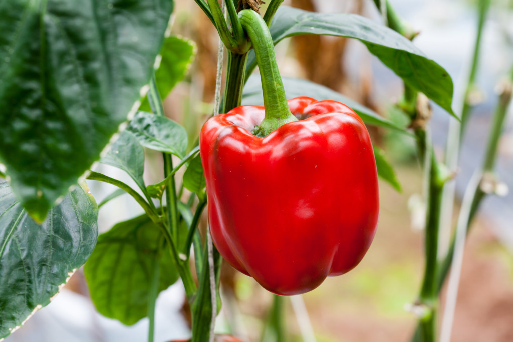 Paprika im eigenen Garten anbauen