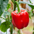 Paprika im eigenen Garten anbauen