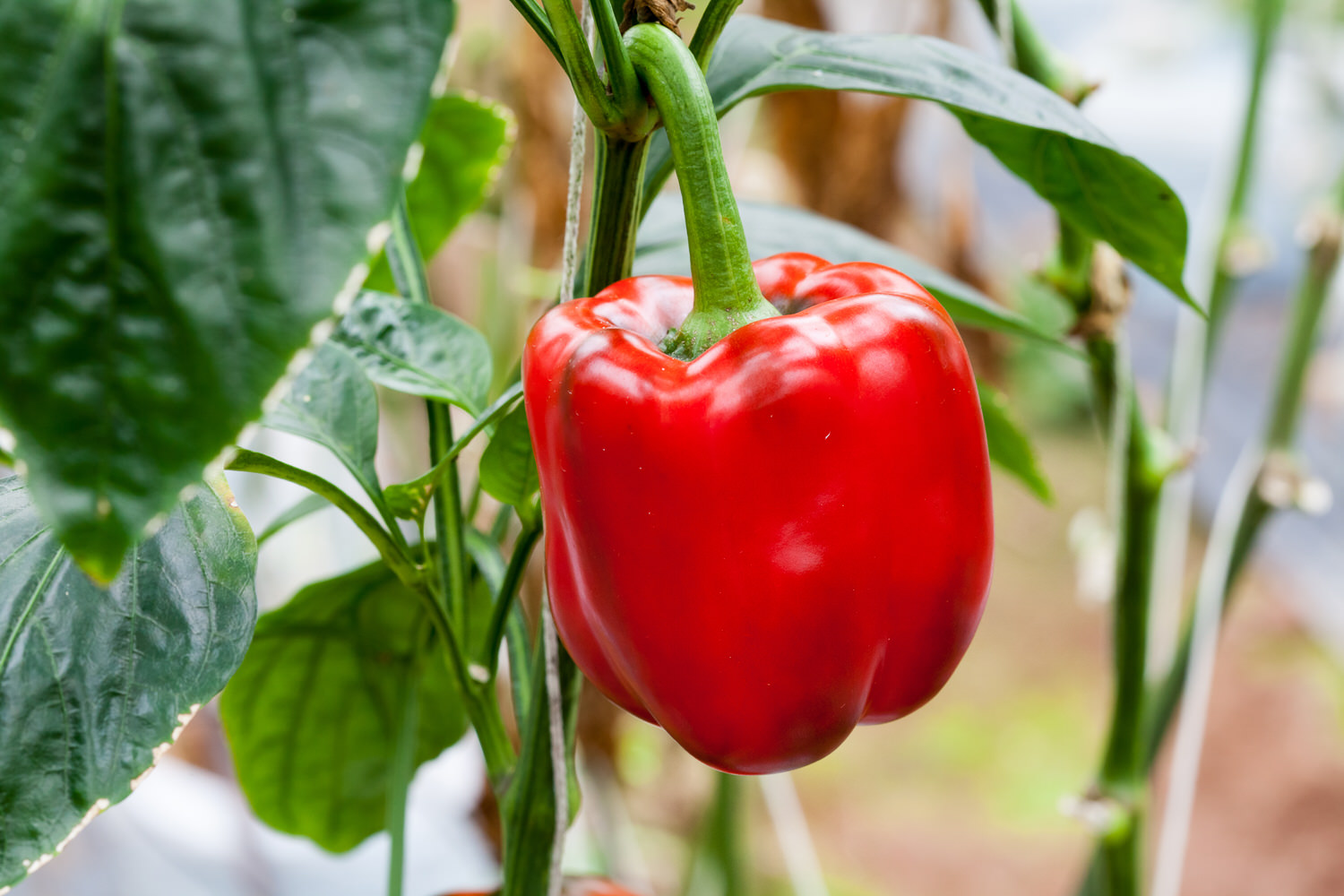 Paprika im eigenen Garten anbauen SAM-Magazin - DaftSex HD