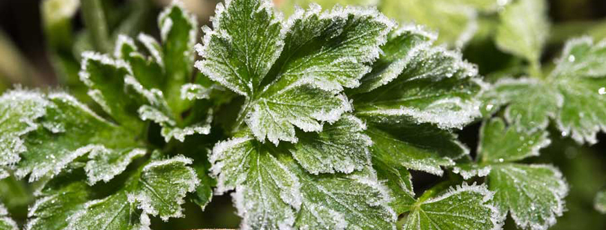 Holen Sie empfindliche Pflanzen vor dem ersten Frost aus dem Garten