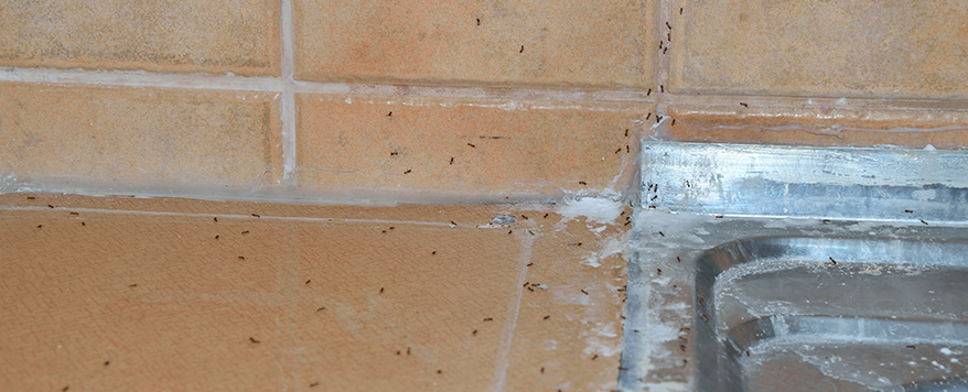 Schnelles Handeln ist gefragt - Prüfen wie Ameisen ins Haus gelangen konnten