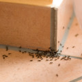 Ameisen im Haus Hilfe
