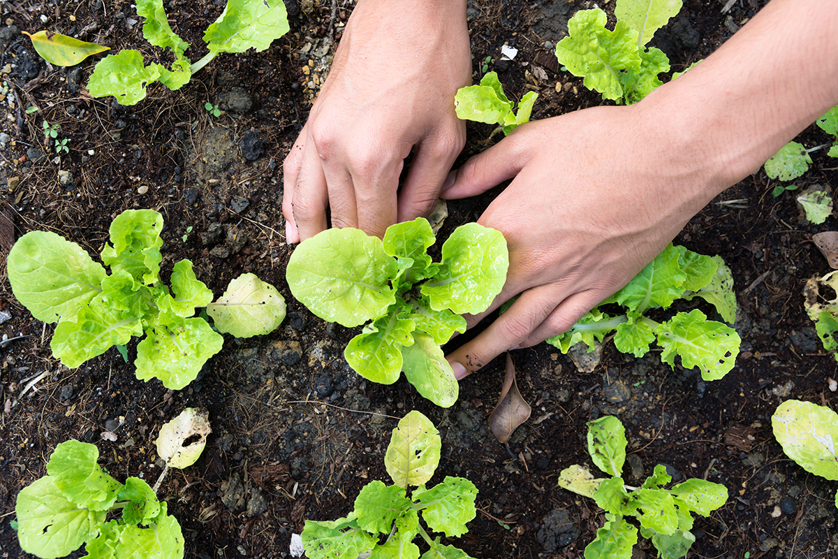 Gemüse im eigenen Garten anbauen – Tipps & Tricks