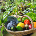 Welches Gemüse im eigenen Garten anbauen