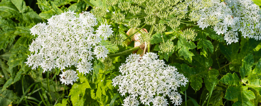 Riesen-Bärenklau ist giftig und sollte aus dem Garten entfernt werden