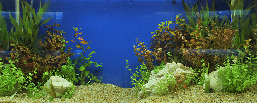 Die Fische sollten erst in das Aquarium gesetzt werden nachdem sich der Mini-Biotop eingependelt hat
