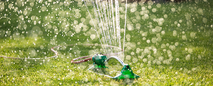 Einen Rasensprenger für größere Flächen verwenden, denn der Rasen braucht viel Wasser